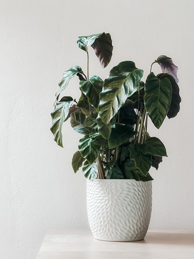 Hanging Plants